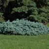 St. Mary's Broom Creeping Blue Spruce #3 - Image 2